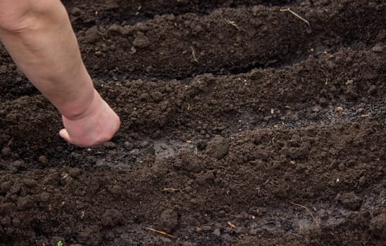 close-up of a farmer's hand sowing cabbage. Selective focus
