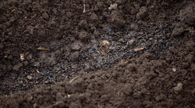 close-up of a farmer's hand sowing cabbage. Selective focus