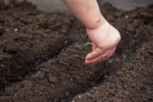 close-up of a farmer's hand sowing cabbage. Selective focus