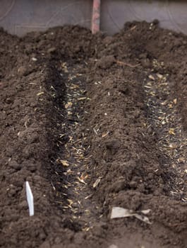 close-up of a farmer's hand sowing cabbage. Selective focus
