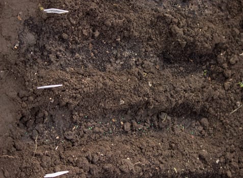 close-up of a farmer's hand sowing cabbage. Selective focus