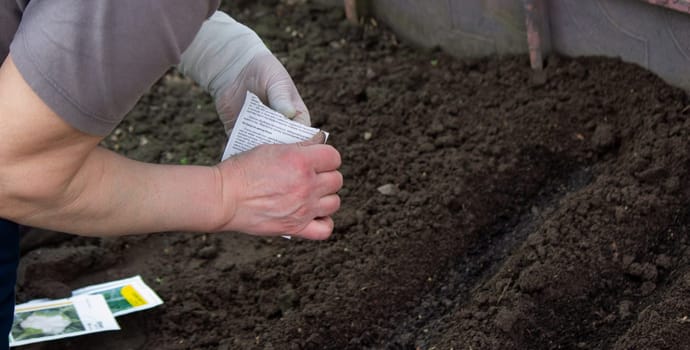 close-up of a farmer's hand sowing cabbage. Selective focus