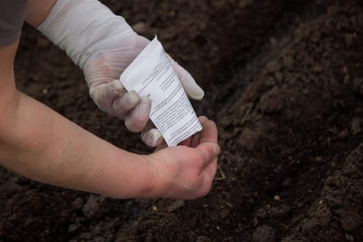 close-up of a farmer's hand sowing cabbage. Selective focus