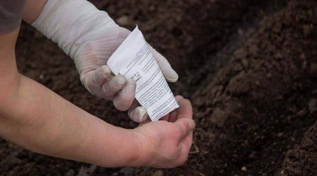 close-up of a farmer's hand sowing cabbage. Selective focus