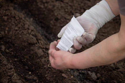 close-up of a farmer's hand sowing cabbage. Selective focus