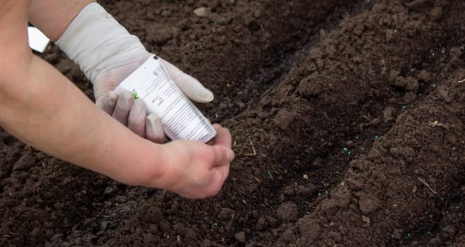 close-up of a farmer's hand sowing cabbage. Selective focus