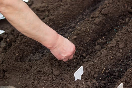 close-up of a farmer's hand sowing cabbage. Selective focus