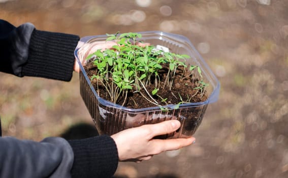 Green tomato plants in seedling. Concept of farming and planting. Copy space