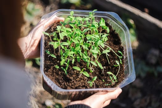 Seedlings of tomatoes of the house. Grown for the garden. Selective focus