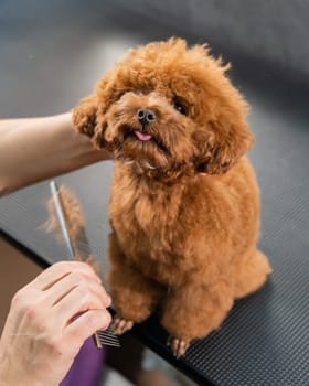 Woman combing a toy poodle during a haircut in a grooming salon