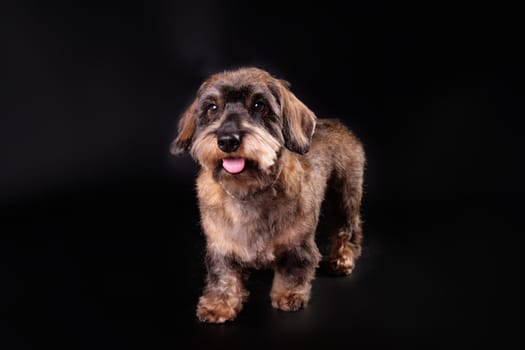 A wire-haired dachshund after trimming on a black background..