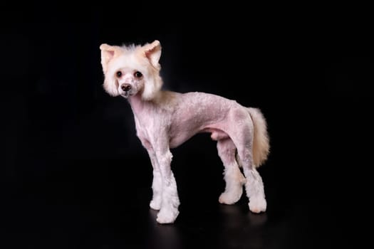 Chinese crested dog close-up after a haircut in a dog salon.