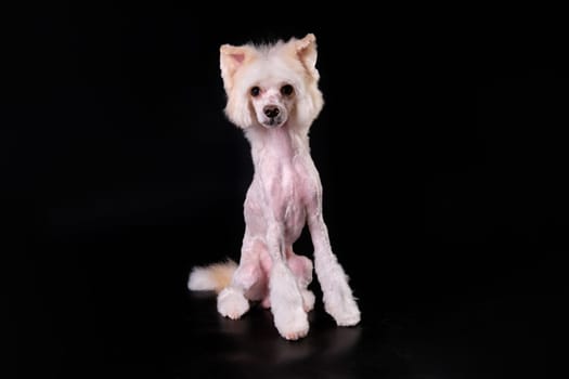 Chinese crested dog sits on a black background after grooming procedures.