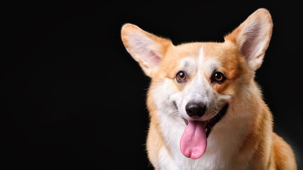 Portrait of a charming corgi dog on a black background close-up.