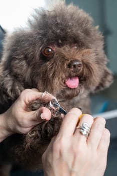 Woman trimming dog's claws in grooming salon