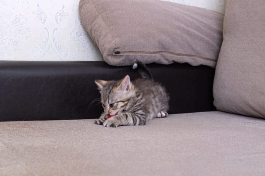 Little Grey Kitten Playing with Toy Mouse close up