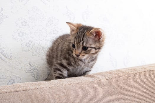 Gray kitten between cushion of sofa close up