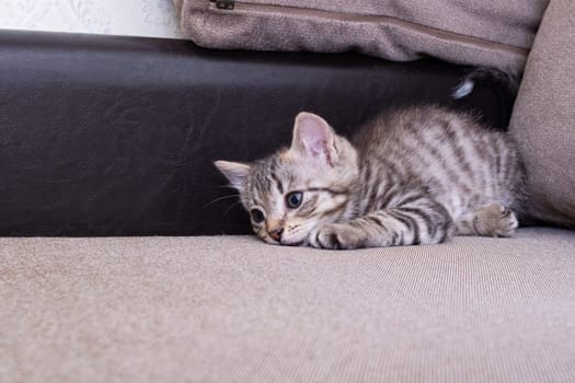 Gray kitten between cushion of sofa close up