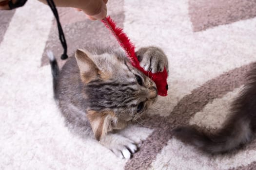 Little Grey Kitten Playing with Toy Mouse close up
