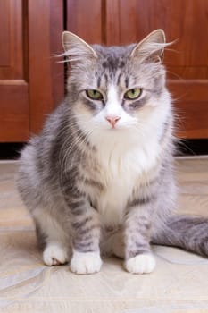 Gray fluffy cat sitting by the door close up