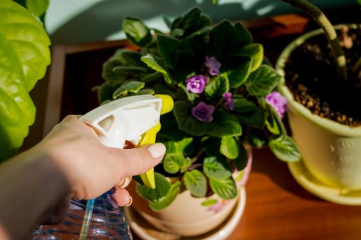 Young businesswoman sprays plants in flowerpots. Woman caring for house plant. Woman taking care of plants at her home, spraying a plant with pure water from a spray bottle