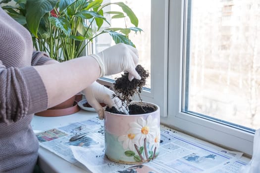 Woman's hands transplanting plant a into a new pot. Home gardening relocating house plant
