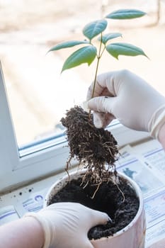 Woman's hands transplanting plant a into a new pot. Home gardening relocating house plant