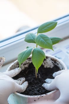 Woman's hands transplanting plant a into a new pot. Home gardening relocating house plant