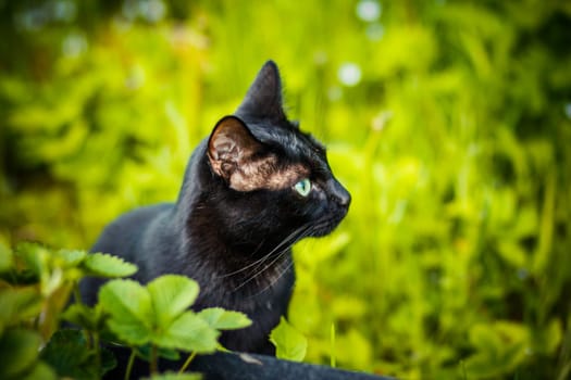 Black cat in the green grass.Cute black cat lying on green grass and looking mistrustfully . Black cat superstition as bringer of bad luck or good luck. Black cat appreciation day.