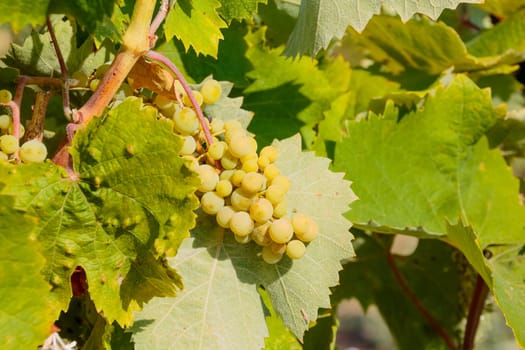 not ripe berry. bunch of unripe green grapes. Fresh green grapes on the vine in sunlight. Not yet ripe grapes growing on a vine in a field.