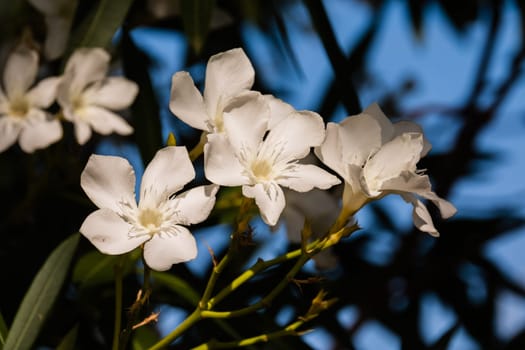 White Bougainvillea Flower branch isolatd on backgroud