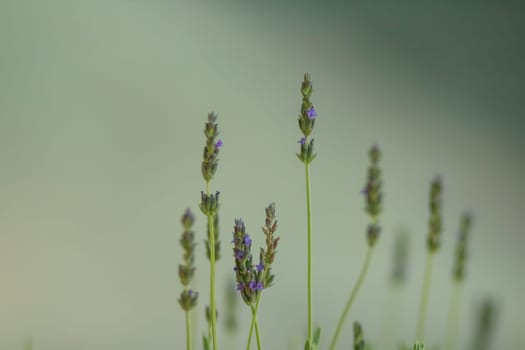 Lavender bushes close up on sunset. Bushes of Lavender flowers blooming. Purple field flowers background.