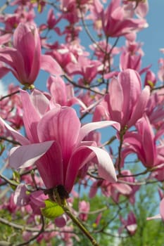 Gentle pink Magnolia soulangeana Flower on a twig blooming against clear blue sky at spring