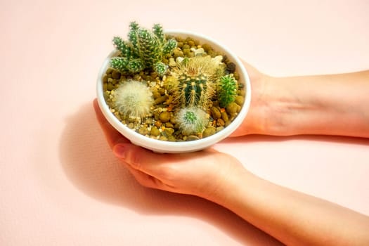 Cacti in a pot in woman's hands on a pink background. Soft filter on the image