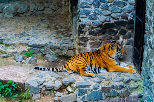 Predatory animal tiger in captivity of the zoo. Panthera tigris. Animal tiger. Wild cat. Animal world. Zoo aviary. The beauty of the wild. The cat family. The victim is trapped.