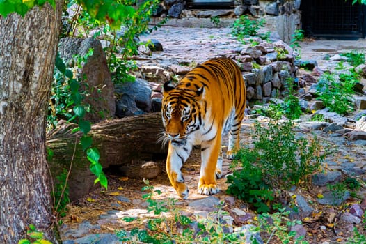 Predatory animal tiger is preparing to hunt. Panthera tigris. Animal tiger. Wild cat. Natural hunting. Animal world. Graceful walk. The beauty of the wild. The cat family. Hunter on the hunt.