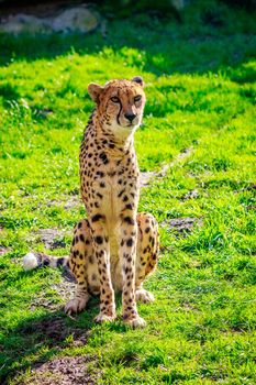 An Amur leopard sits on the grass.