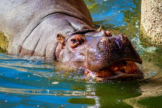 A Hippopotamus submerged in water, with eyes and mouth showing.