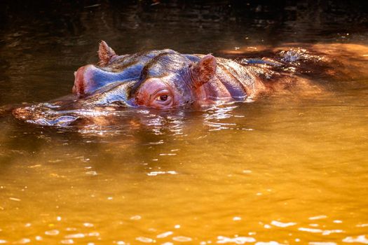 A Hippopotamus submerged in water, with eyes showing.