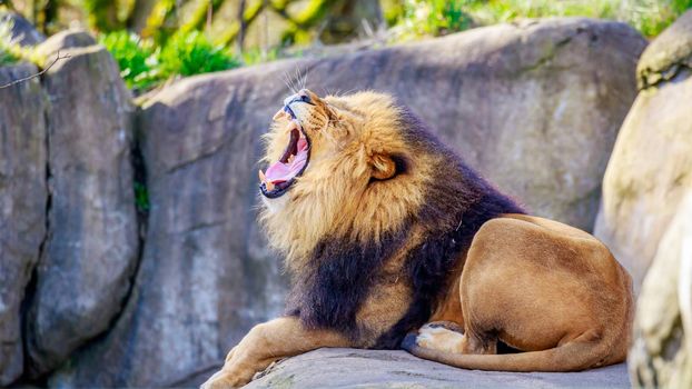 A male lion lies on the rock, with mouth open and teeth showing.