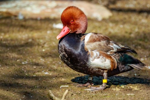 Male Red-Crested Pochard stands on the ground.