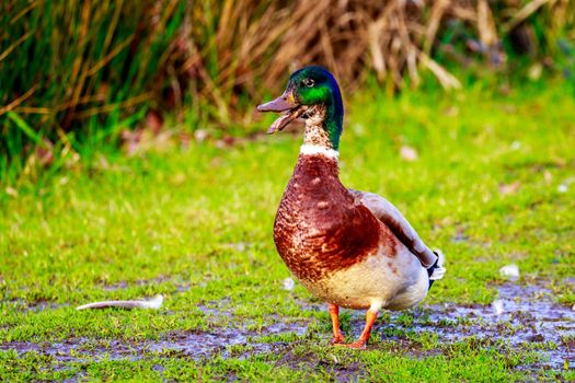 A male mallard duck strides in the mud across wetland.