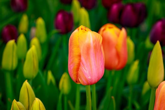 Colorful tulip flowers bloom in the spring field.