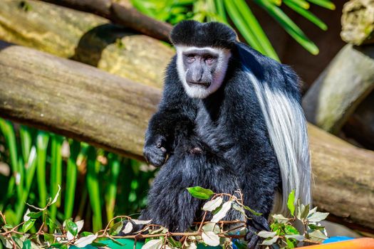 Colobus monkey with black and white fur.