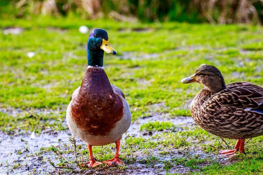 A couple of mallard ducks stand around each other.