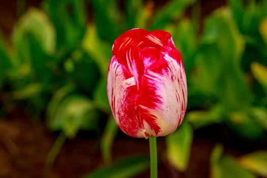 Colorful tulip flowers bloom in the spring field.