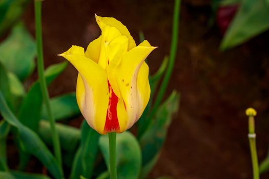 Colorful tulip flowers bloom in the spring field.