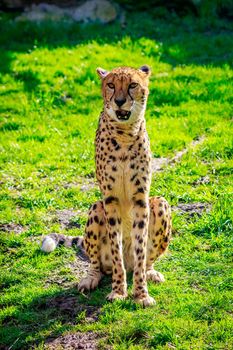 An Amur leopard sits on the grass.