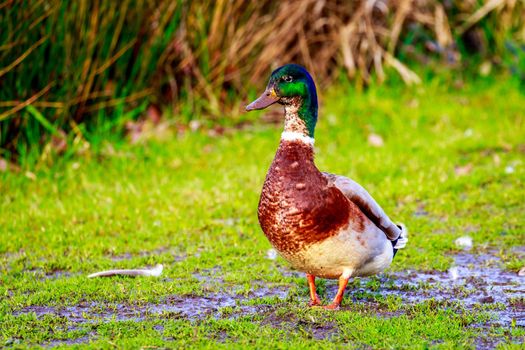 A male mallard duck strides in the mud across wetland.