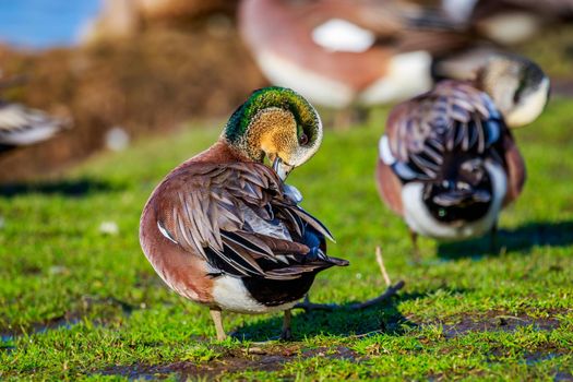 A male american wigeon duck combs his feather.